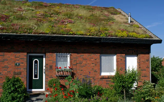 Leistungen Gründach